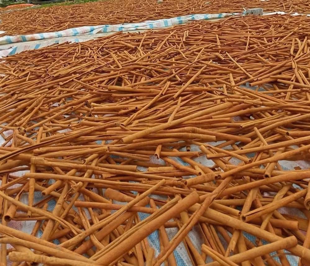 Drying yard